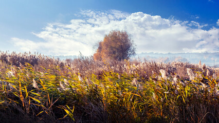 Autumn landscape with thickets of reeds and a lone tree in a field and blue sky with a white cloud in sunny windy weather