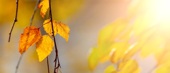 Autumn background with yellow and orange birch leaves on a blurred background, panorama, copy space