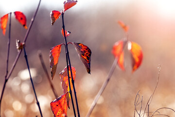Red dry autumn leaves on tree branches in the forest on a blurred background in sunny weather