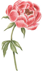 Peony watercolor illustration. The illustration is hand drawn.