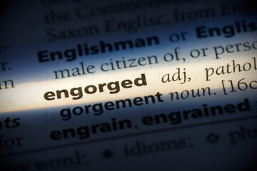 engorged
