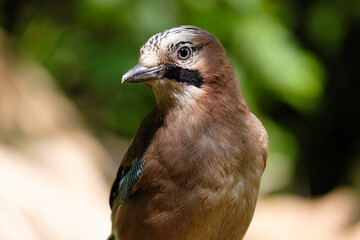 Gaai - Jay