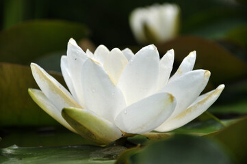 Blossoming waterlily flowers