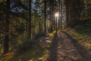 Pathway in a majestic green fir forest with beautiful rays of sunlight, Vallelunga, Alto Adige, Italy