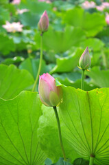Blossoming lotus flower
