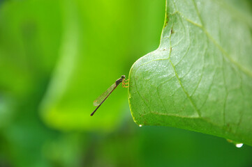 dragonfly on a green leaf 