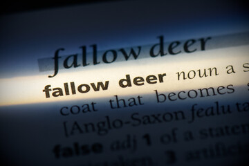 fallow deer