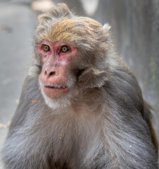 Obraz premium close up of a baboon