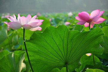 Blossoming lotus flower