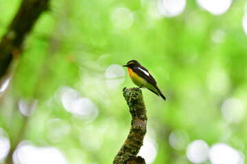 早朝の高原の森で美しい声でさえずる黄色、オレンジ、黒の鮮やかなかわいい小鳥キビタキ