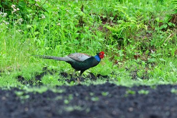 草原や畑で見られる身近な野鳥、キジ