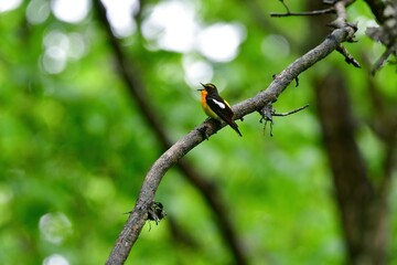 早朝の高原の森で美しい声でさえずる黄色、オレンジ、黒の鮮やかなかわいい小鳥キビタキ