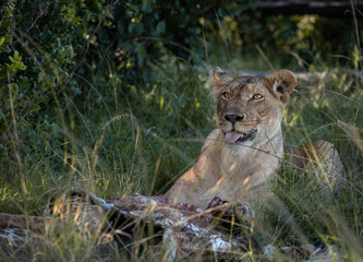 Fototapeta na wymiar Lions of Kenya - Wildlife photographs from Maasai Mara National Reserve, Kenya
