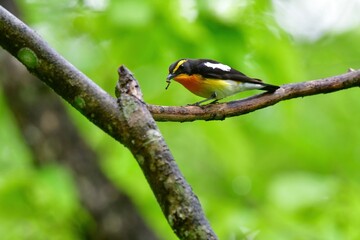 早朝の高原の森で美しい声でさえずる黄色、オレンジ、黒の鮮やかなかわいい小鳥キビタキ