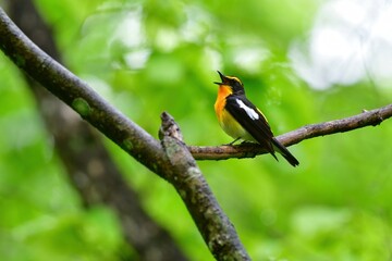 早朝の高原の森で美しい声でさえずる黄色、オレンジ、黒の鮮やかなかわいい小鳥キビタキ