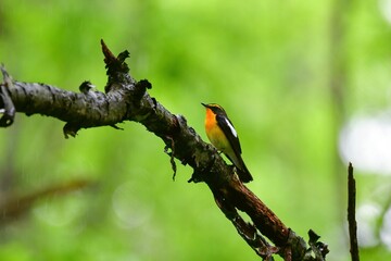 早朝の高原の森で美しい声でさえずる黄色、オレンジ、黒の鮮やかなかわいい小鳥キビタキ