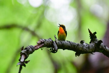 早朝の高原の森で美しい声でさえずる黄色、オレンジ、黒の鮮やかなかわいい小鳥キビタキ