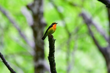 早朝の高原の森で美しい声でさえずる黄色、オレンジ、黒の鮮やかなかわいい小鳥キビタキ