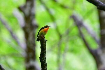 早朝の高原の森で美しい声でさえずる黄色、オレンジ、黒の鮮やかなかわいい小鳥キビタキ