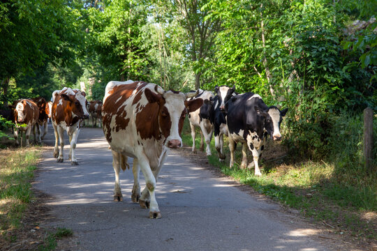 Viehtrieb in der Pfalz: Milchkühe auf ihrem abendlichen Weg von der Weide in den Stall