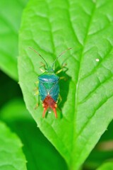おもちゃのような鮮やかな緑色と形をした昆虫、ヒメハサミカメムシ