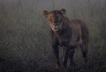 Fototapeta premium Lions of Kenya - Wildlife photographs from Maasai Mara National Reserve, Kenya