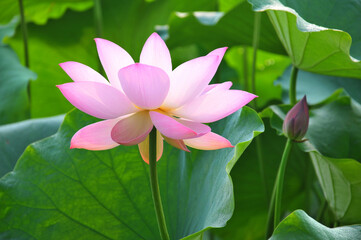 Obraz premium Blossoming lotus flower