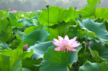 Blossoming lotus flower