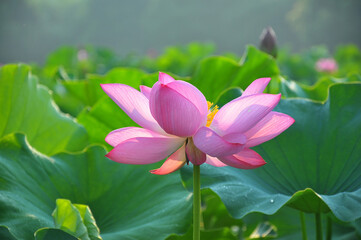 Fototapeta premium Blossoming lotus flower