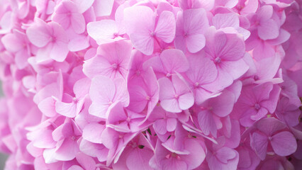 Pétalos rosas de arbusto de hortensias