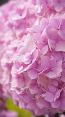 Pétalos rosas de arbusto de hortensias