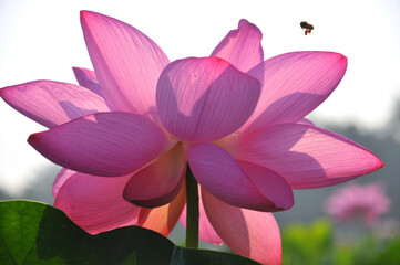 Blossoming lotus flower