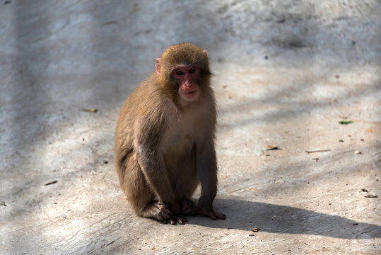 Japanese macaque (Macaca fuscata). Japanese macaques have a well-developed ability to observe and imitate, useful habits that help them survive