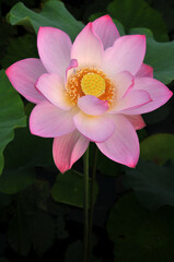 Blossoming lotus flower