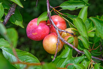 fresh peaches on the tree
