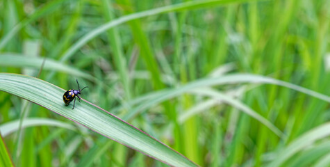 ladybug on green grass