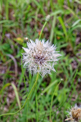 dandelion flower in the grass