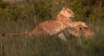 Obraz na płótnie Canvas Lions of Kenya - Wildlife photographs from Maasai Mara National Reserve, Kenya
