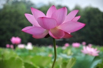 Blossoming lotus flower
