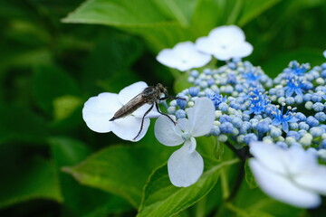 あじさい Hydrangea