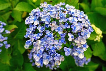 あじさい Hydrangea