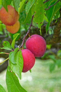 fresh peaches on the tree