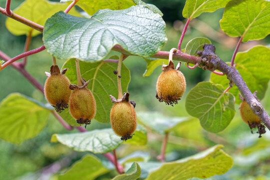 young kiwi fruits on the tree close-up