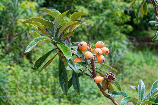 fresh loquat (Eriobotrya japonica) on the tree in japan