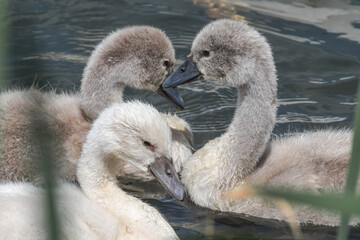 Baby swan (cygnet) swimming in the lake in the Netherlands