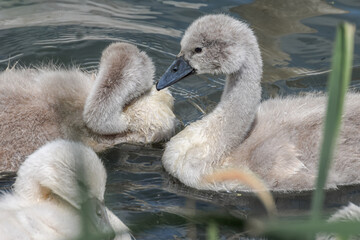 Baby swan (cygnet) swimming in the lake in the Netherlands