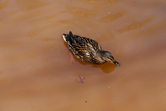 Пестрая, красочная утка Кряква (кряковая утка) (Anas platyrhynchos) плывет по воде