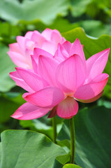 Obraz premium Blossoming lotus flower