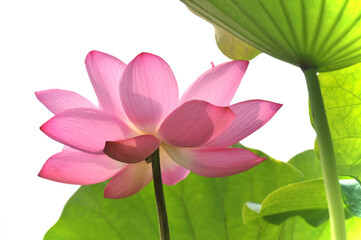 Blossoming lotus flower