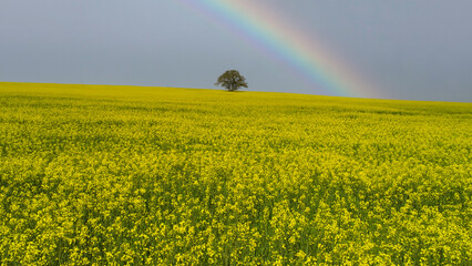 A tree standing alone among yellow flowers and a magnificent sky view. solitude, hope and freedom.